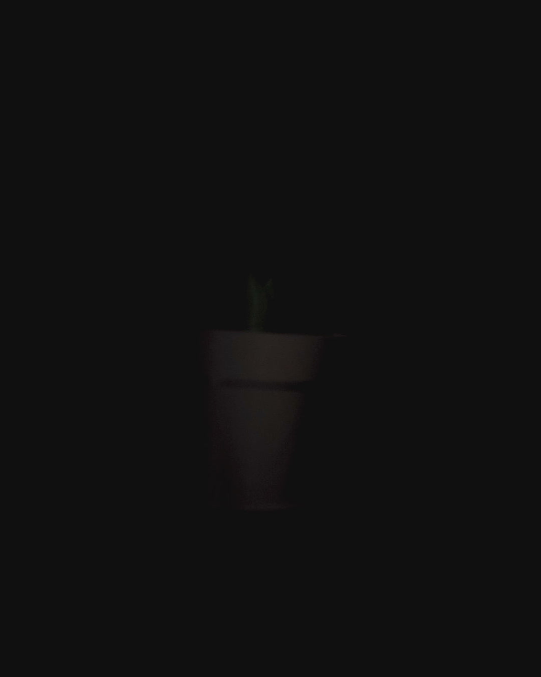 Snake Plant Vase Light