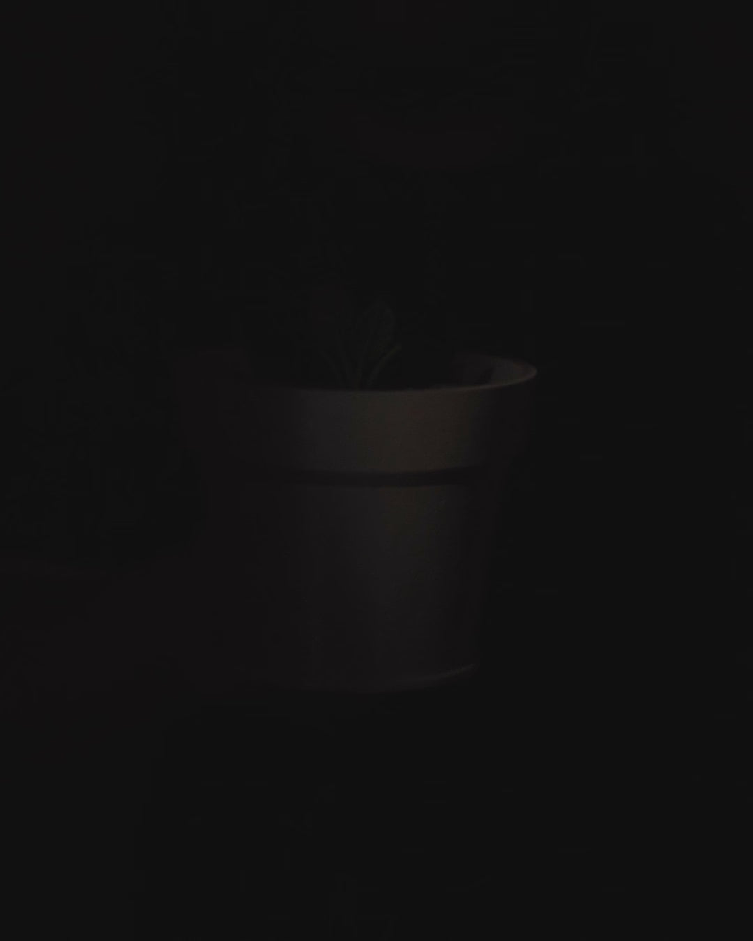 Monstera Plant Vase Light